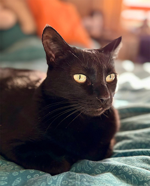 Krümel – unsere Herzkatze